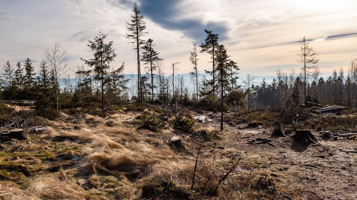 Lesy emise vždy víc pohlcují, než vypouštějí. Mrtvé stromy neškodí, říká vědec
